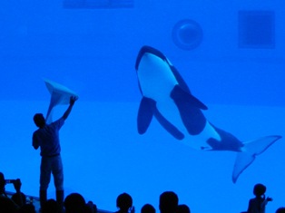 シャチ水族館