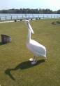 pelican