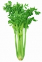キンサイ,芹菜