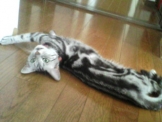 暑さでだれた猫