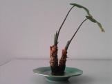 観葉植物「食わず芋」