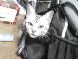 リュック猫
