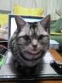 パソコンに座る猫
