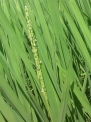 稲穂Ｂ080724