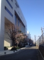 KCG桜