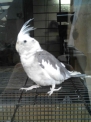 わか