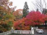 京都の紅葉