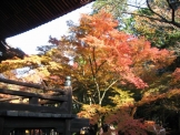 紅葉　京都