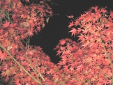 京都の紅葉　永観堂