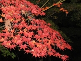 紅葉　京都
