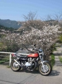 桜　Ｚ２