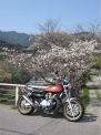 大原の桜　カワサキZ2