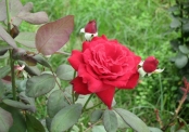rose