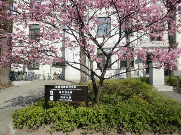 湯川記念館の桜