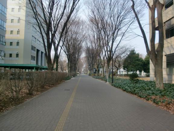 武蔵野の木が生えている東京農工大小金井キャンパス