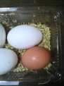 黄身２個の卵