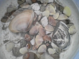 吹上浜で収獲した貝