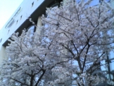 京都駅前校の桜