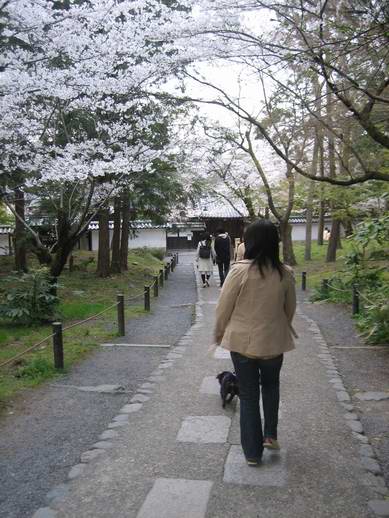 南禅寺のパグ桜