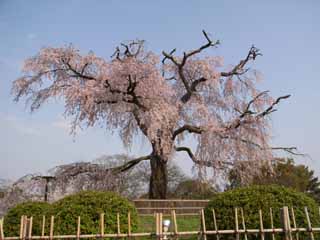 円山公園しだれ桜